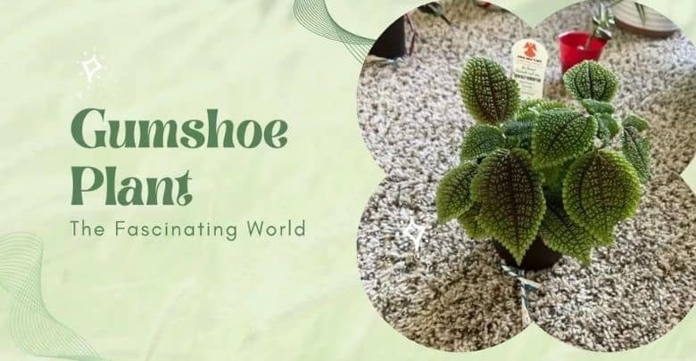 The Gumshoe Plant: An All-Inclusive Guide on Characteristics and Care